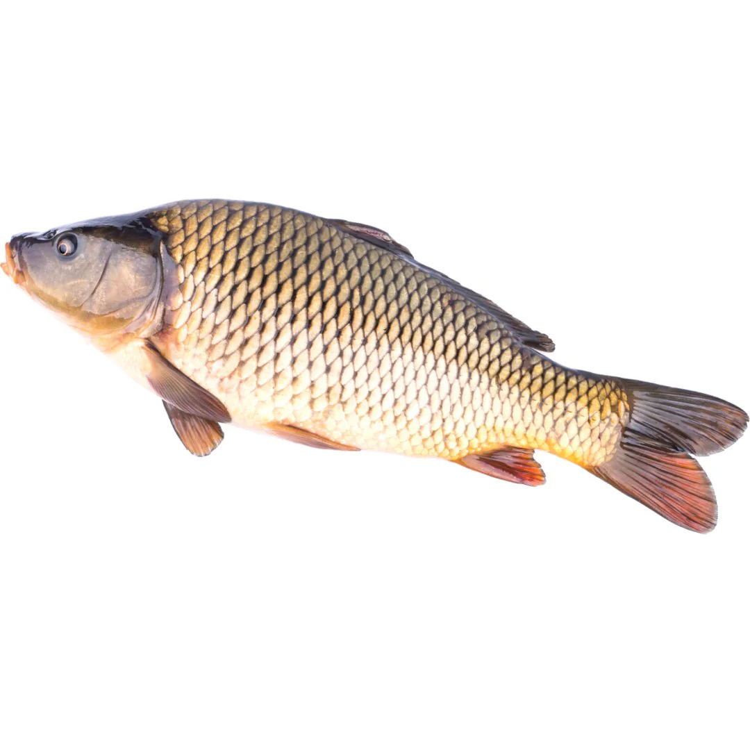 Whole Fresh Carp ~2-3 kg
