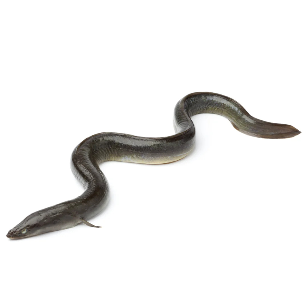 Fresh Eel Fish 1kg