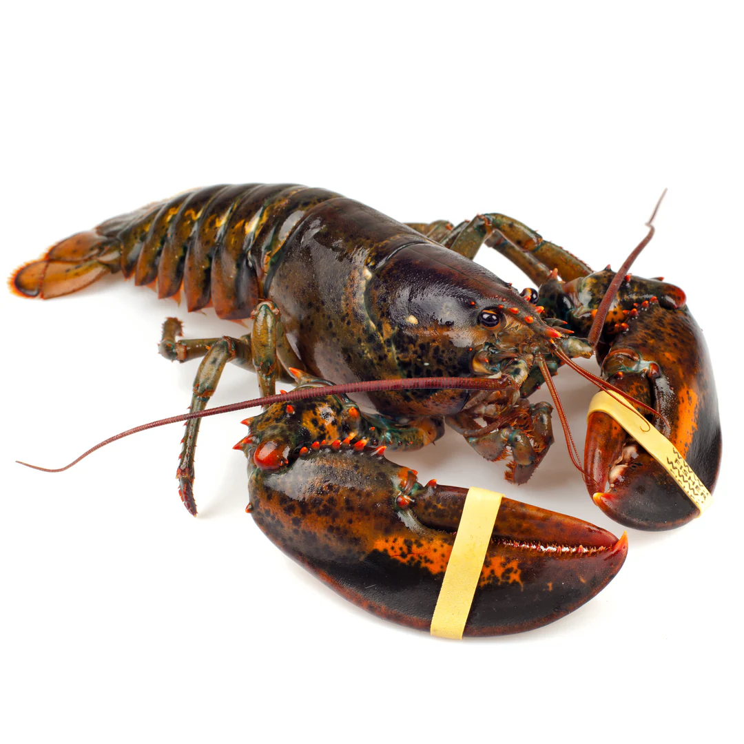 Fresh Live Lobster ~1.75kg (1.5kg-2kg) | Canadian Lobster