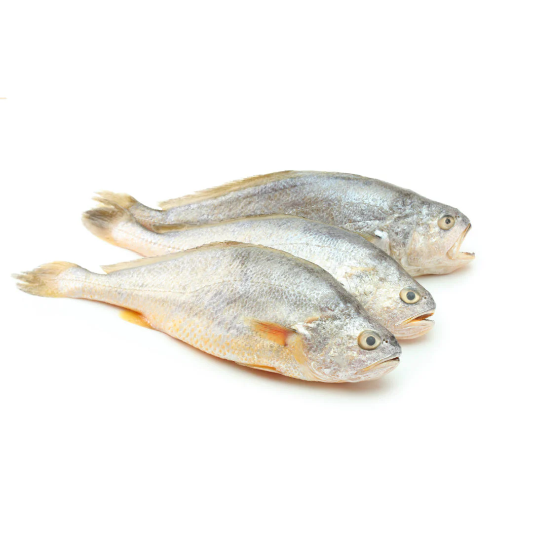 Frozen Croaker Wholesale