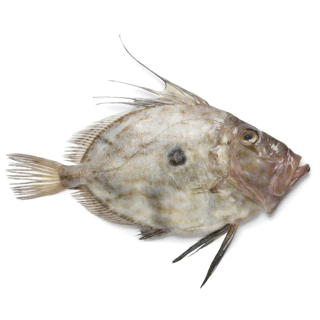 John Dory Fish 1 Unit ~ 900gr