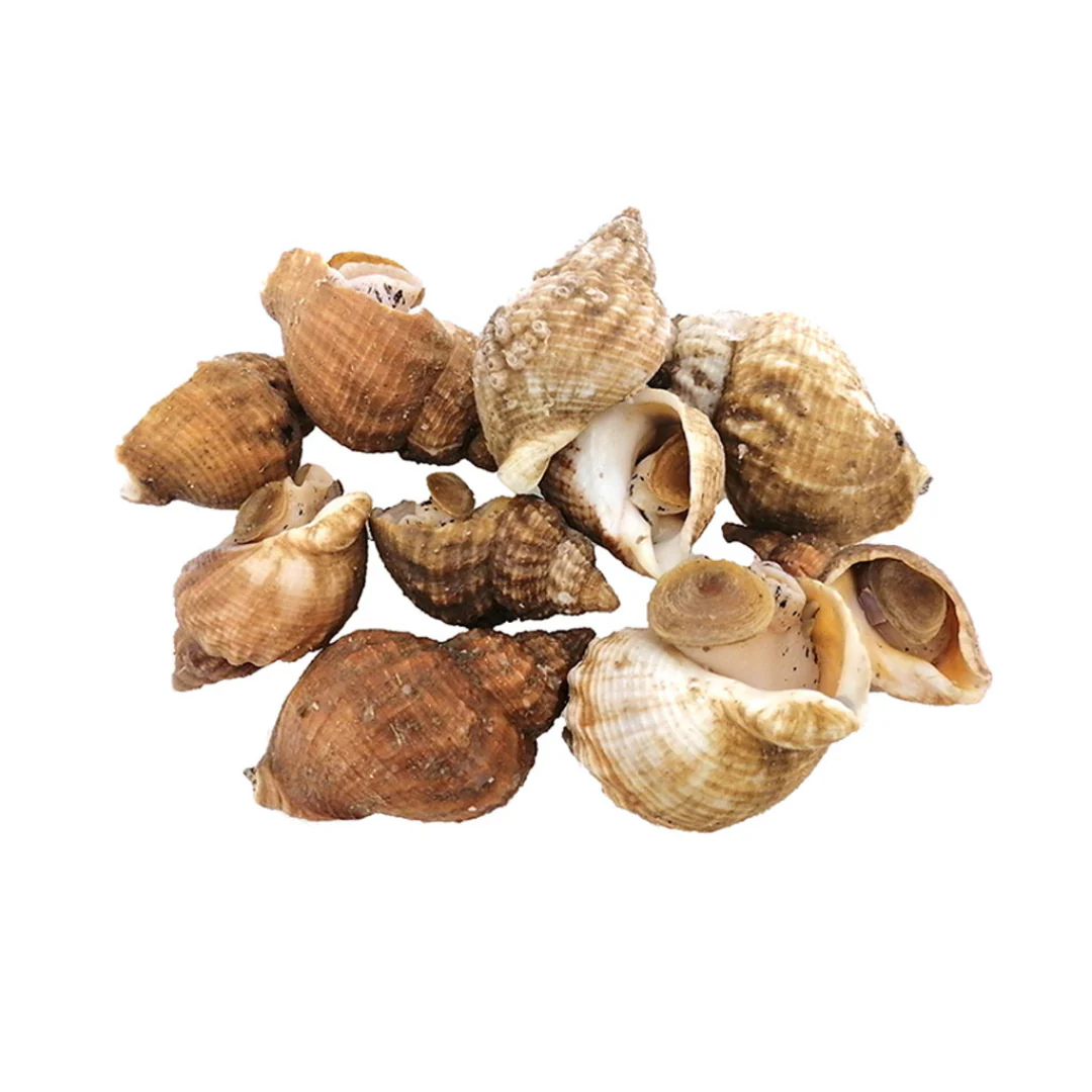 Live Whelks 1kg
