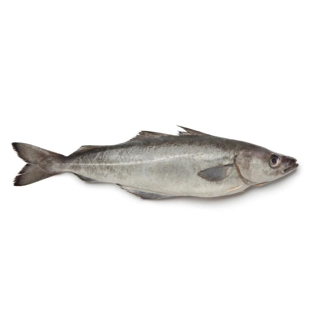 Pollock Fish Wholesale