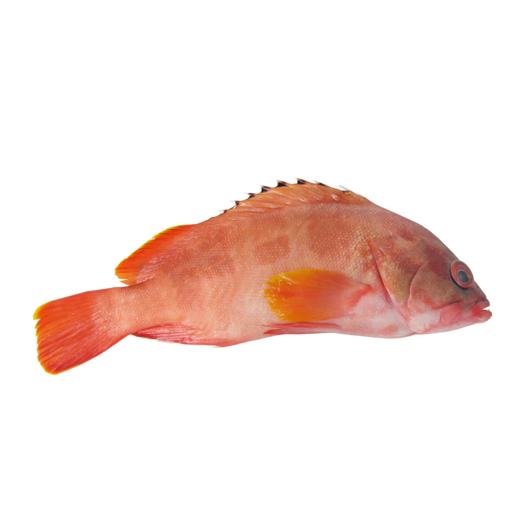 Red Grouper Wholesale