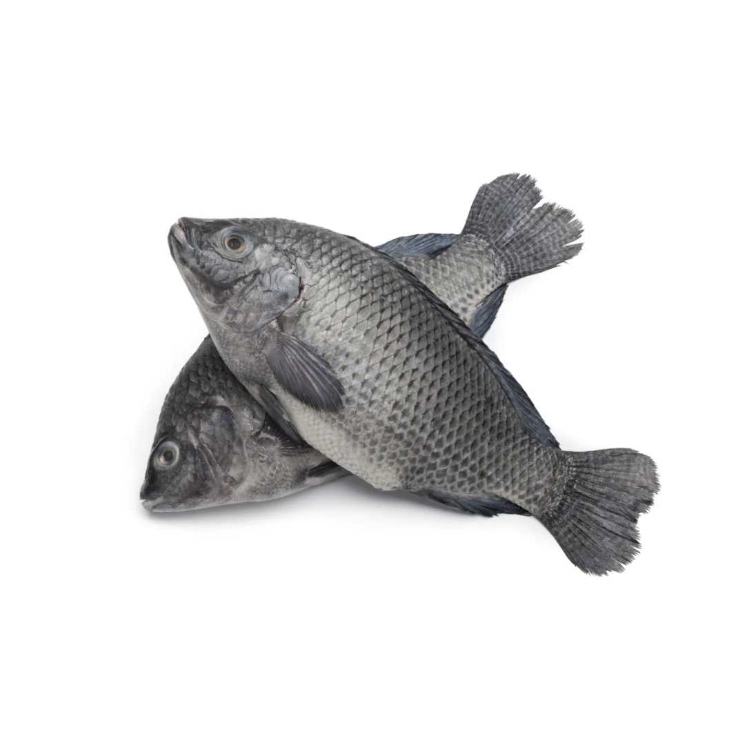 Tilapia XL Wholesale